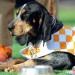 NCAA Football: South Carolina at Tennessee thumbnail